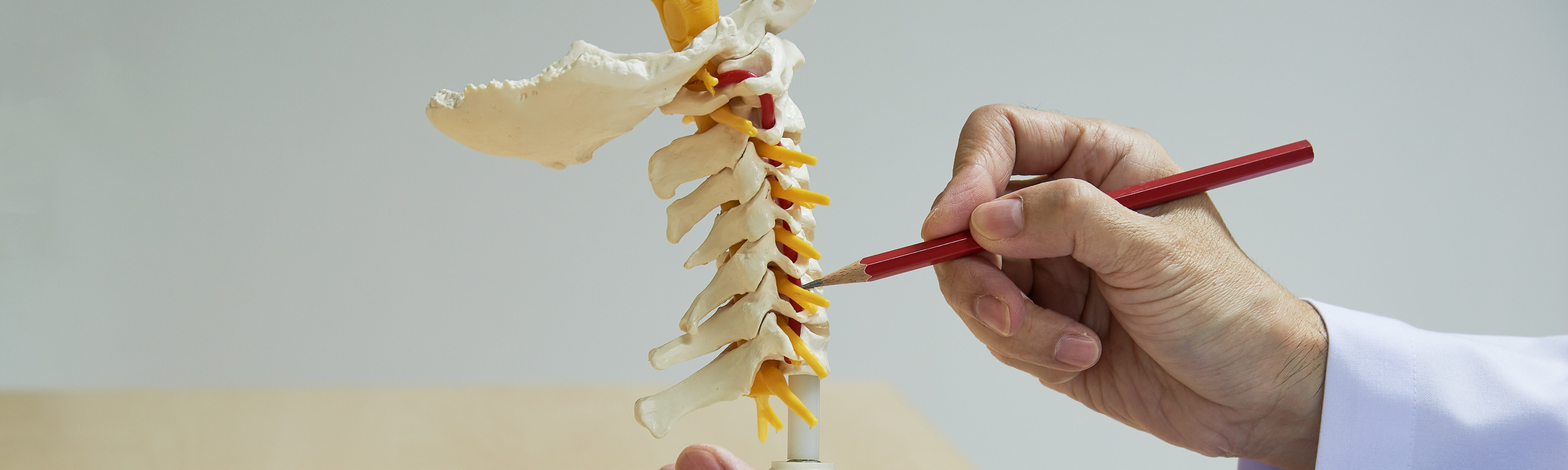 Doctor Demonstrate Anatomy Of Cervical Spine Model
