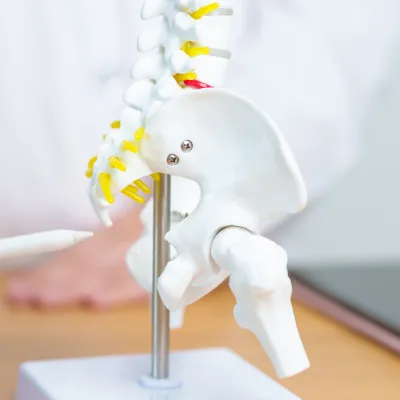 Sacroiliac joint and pelvis model