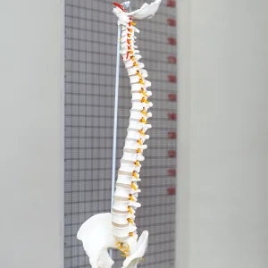 Anatomical spine model for spinal care