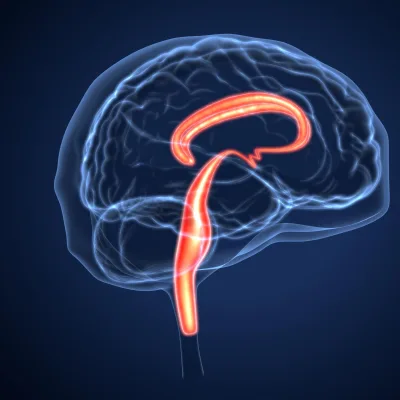 Illustration of the brain and spinal cord