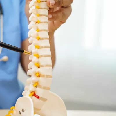 Doctor pointing to the spinal canal on a spine model